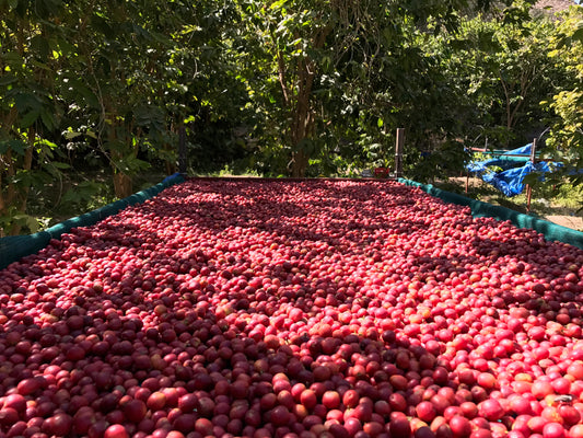 Why is Yemeni coffee expensive?