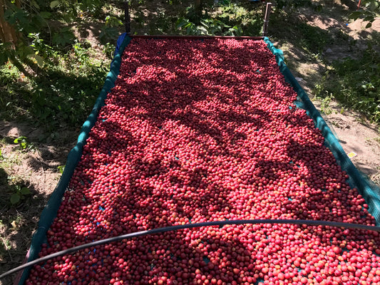 20 Kg Yemeni  Premium Haimi coffee Natural Process